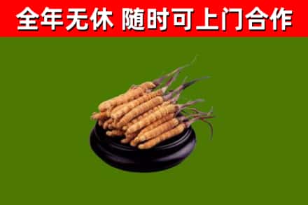 霍州回收冬虫夏草